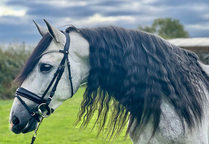 What Is A Purebred Spanish Horse PRE 